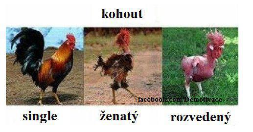 kohout